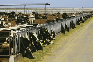 Service of applying for a Certificate of eligibility for livestock production for large-scale livestock farms