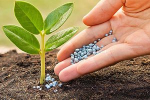 Service of applying for Certificate of eligibility for fertilizer production