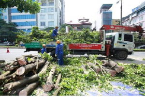 Cấp giấy phép chặt hạ, dịch chuyển cây xanh