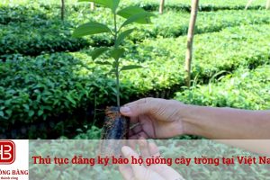 Thủ tục đăng ký bảo hộ giống cây trồng tại Việt Nam