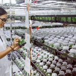 THỦ TỤC TỰ CÔNG BỐ LƯU HÀNH GIỐNG CÂY TRỒNG