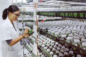 THỦ TỤC TỰ CÔNG BỐ LƯU HÀNH GIỐNG CÂY TRỒNG